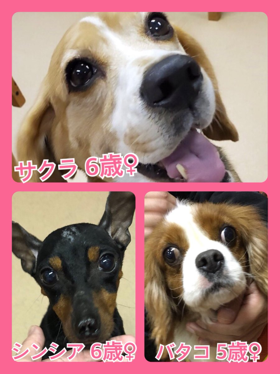 🐾今日の里親様募集中ワンコ🐶メンバーです🐾2020,1,7